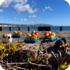 Snail - Rainbow Snail