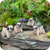 Pug