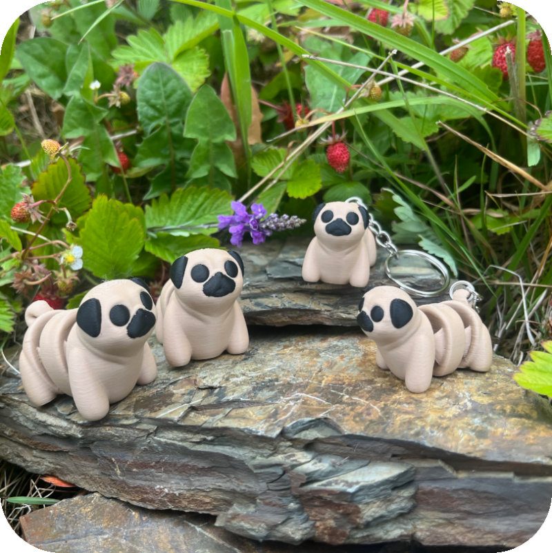 Pug