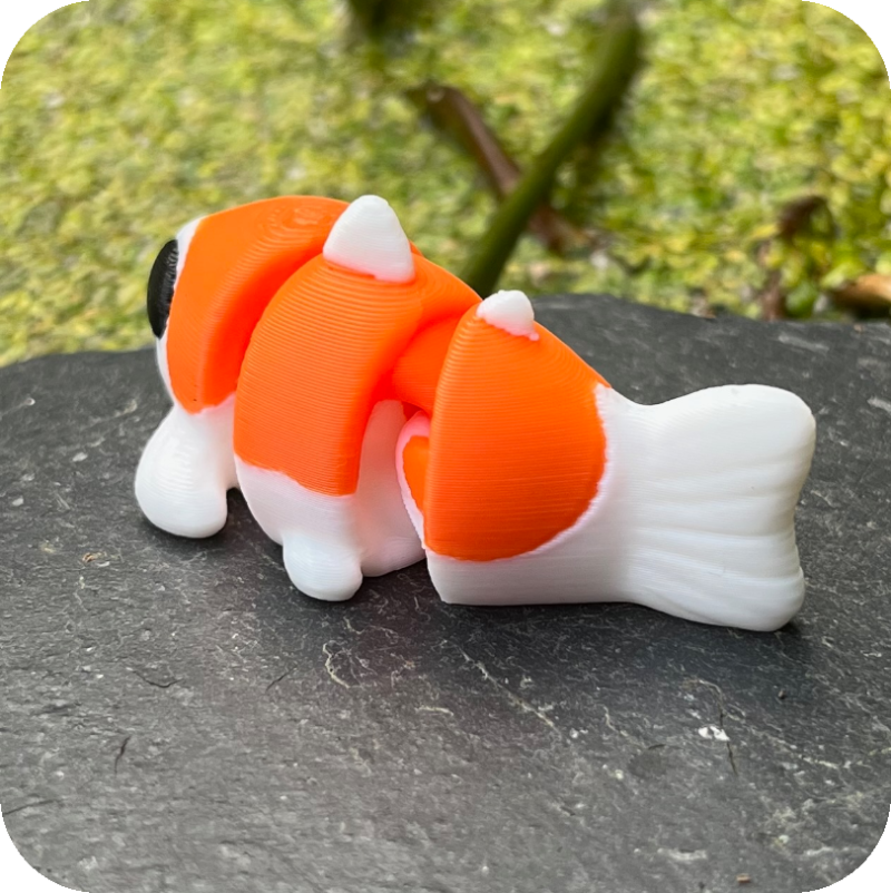 Koi Carp