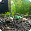 Triceratops (Green)