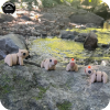 Animal Party Bundle - Pack of 20 - The Zoo