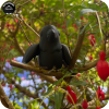 Crow