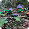 Hexbrew Dragon (Baby)