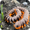 YP3D_Website_Category_ModelCollection_Animals_05527_CentipedeLarge4 Centipede (Large)